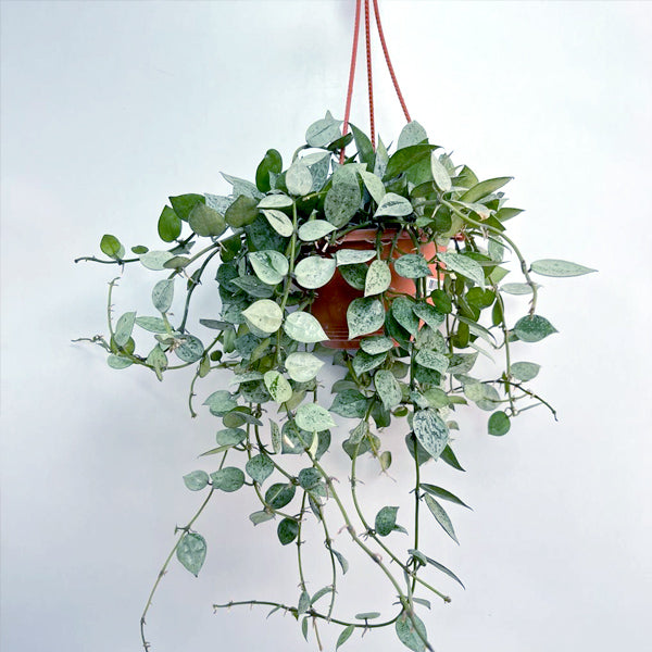 Hoya krohniana 'Eskimo'