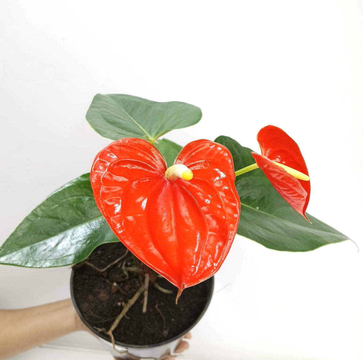 Anthurium Orange - FF