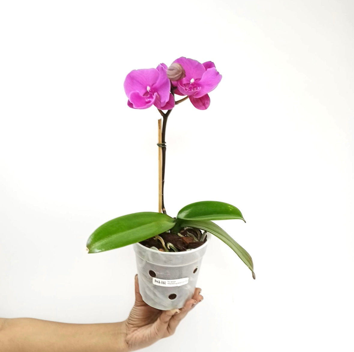 Phalaenopsis Lianher Purple Satin Orchid Plant - FF