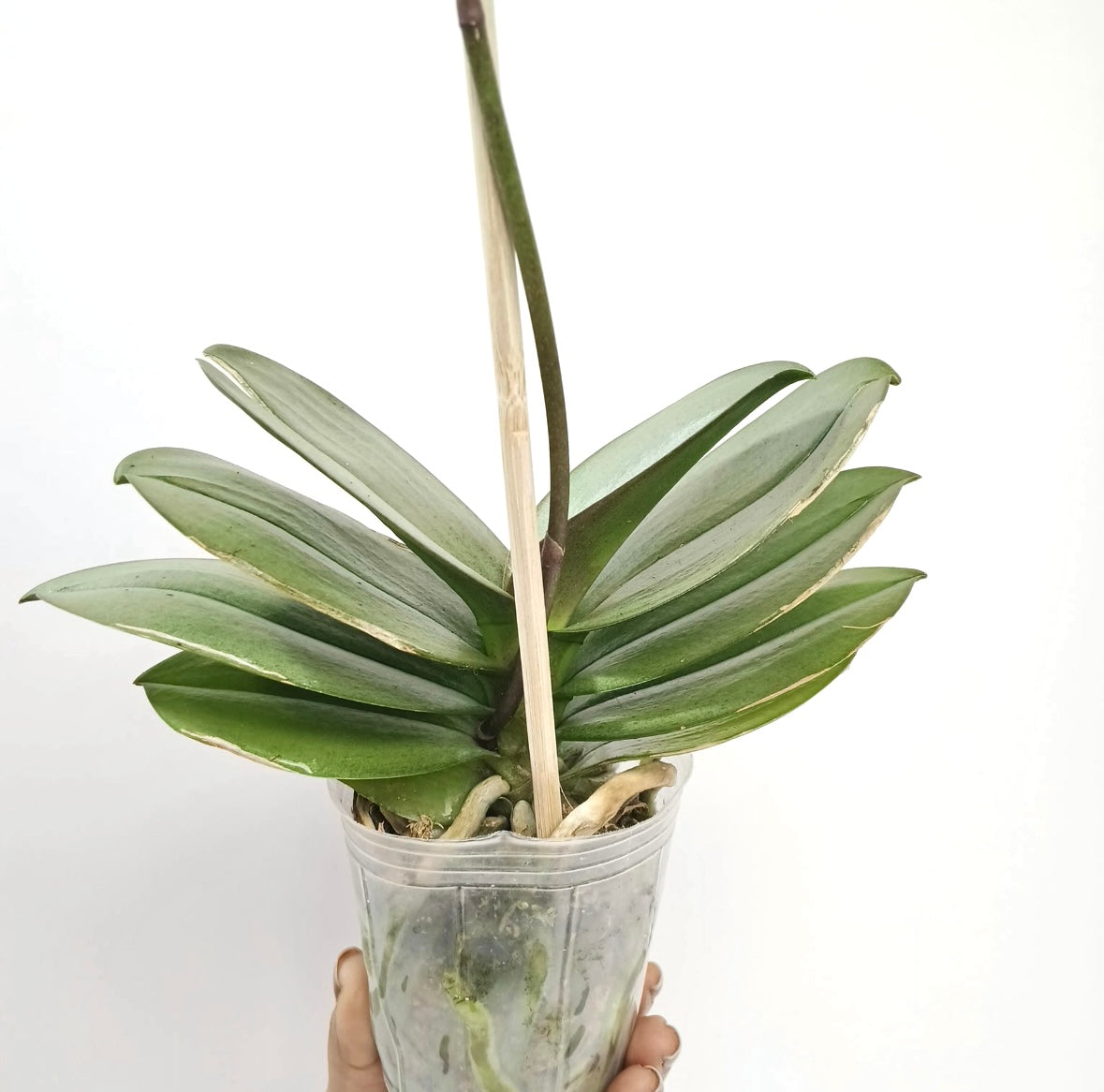 Phalaenopsis Purple Gem Miki Leopard Orchid Plant- FF