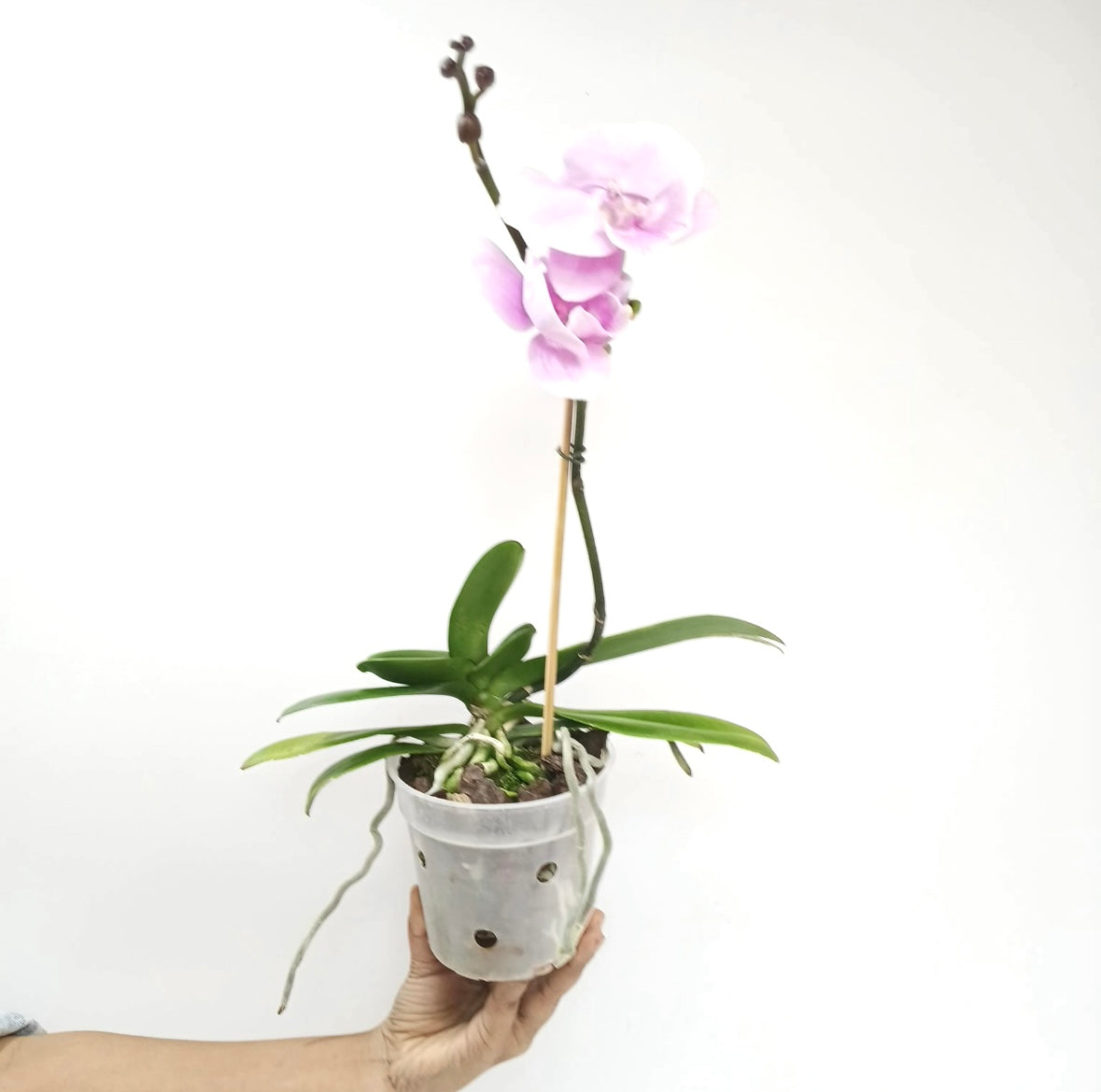 Phalaenopsis Moon Island Orchid Plant -FF