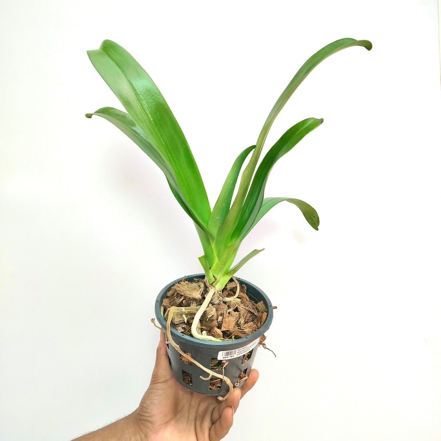 Angreacum Lemforde White Beauty - BS