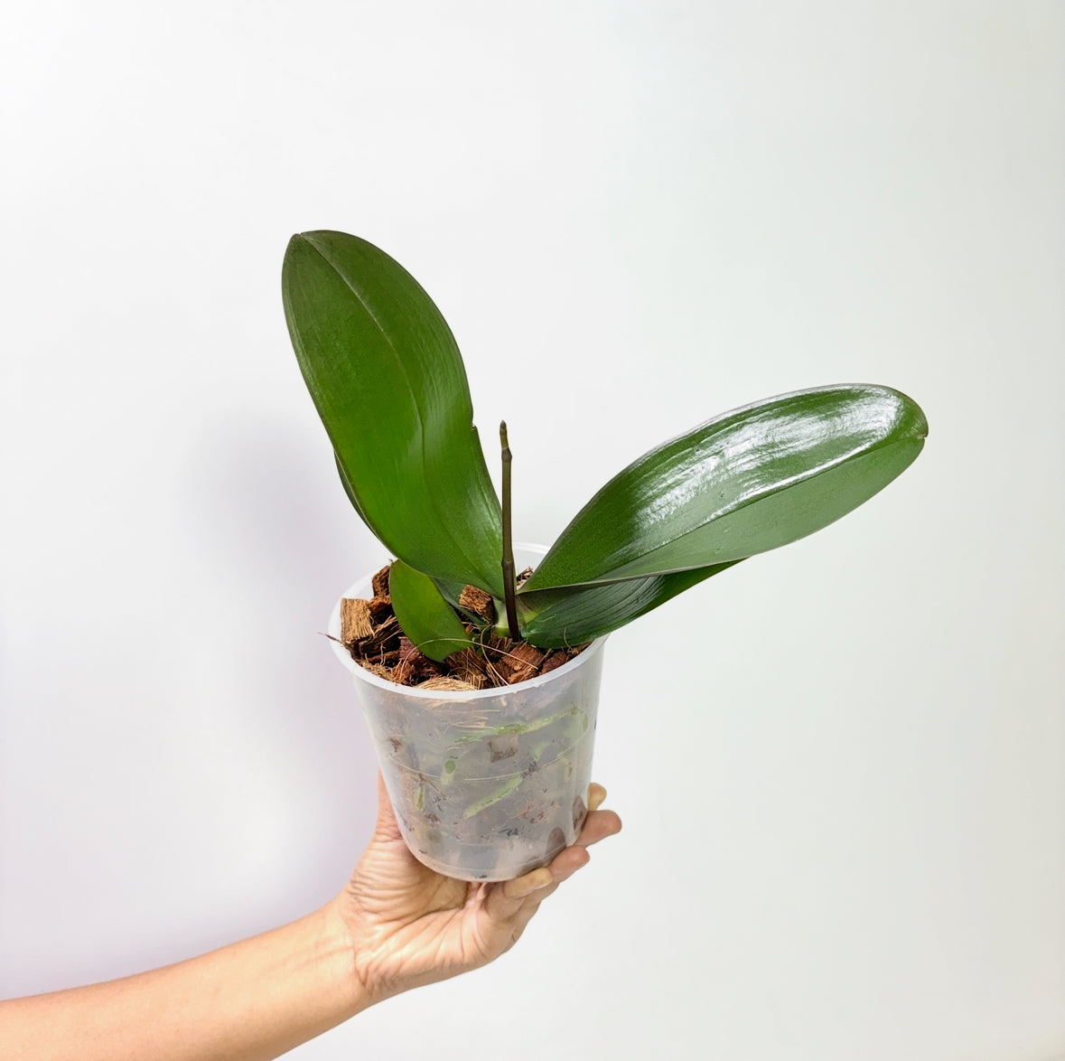 Phalaenopsis Impulsive Orchid Plant - FF