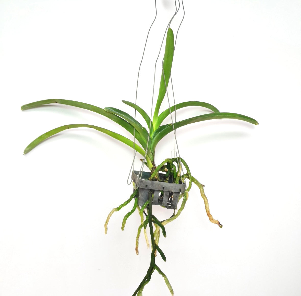 Vanda Dr.Anek x Warut Leopard Orchid Plant - BS