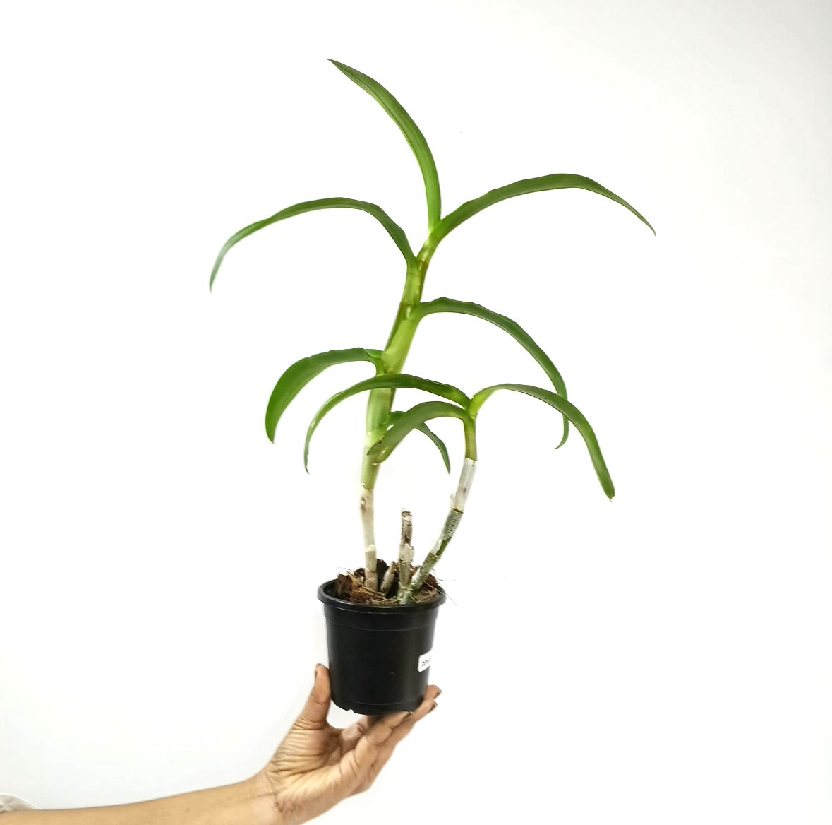 Dendrobium Airy Red Dragon Orchid Plant - FF