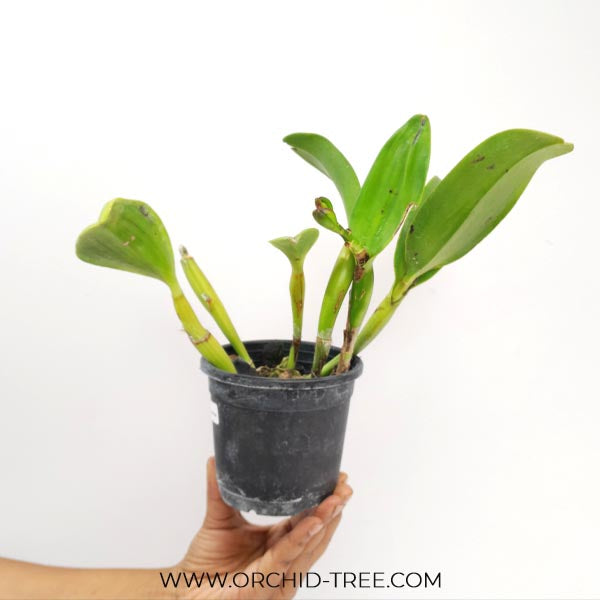 Cattleya (Lc) Fay Star Yen Orchid Plant - FF
