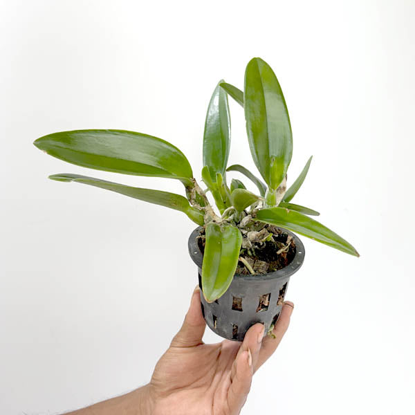 Cattleya Fitz Eugene Dixon Orchid Plant- BS