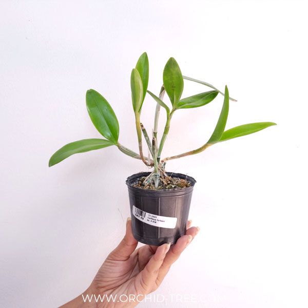 Cattleya forbesii sp. Orchid Plant - BS