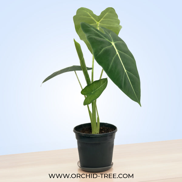 Alocasia Frydek