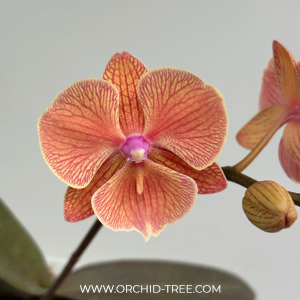 Phalaenopsis Frida Orchid Plant - FF