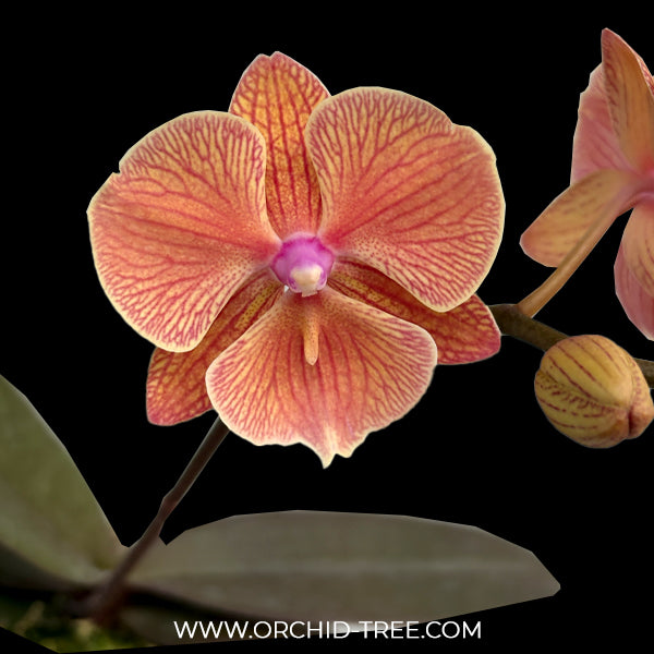 Phalaenopsis Frida Orchid Plant - FF