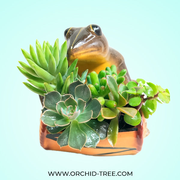 Frog Planter Succulent Arrangement