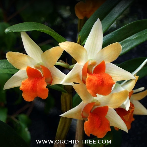 Dendrobium (Frosty Dawn x Dawn Maree) Orange Orchid Plant - BS