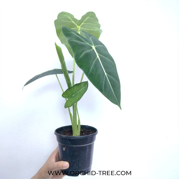 Alocasia Frydek