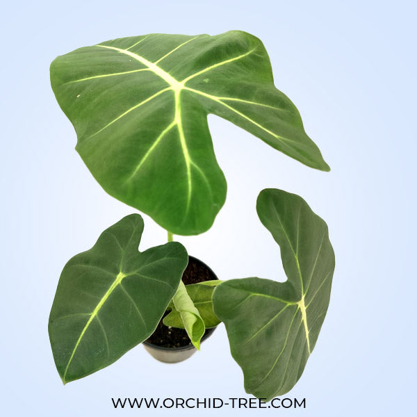 Alocasia Frydek