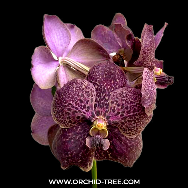 Vanda Fuch's Delight x Fuch Katzuura - FF
