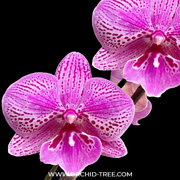 Phalaenopsis Fuller's P-Plus - FF