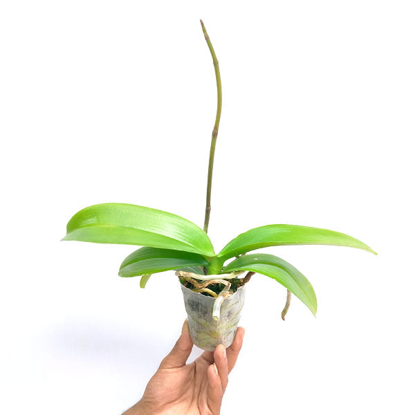 Phalaenopsis Fullers Clown - BS
