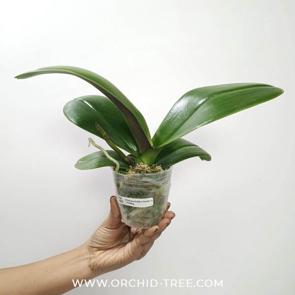 Phalaenopsis Fullers Cheese Orchid Plant - FF