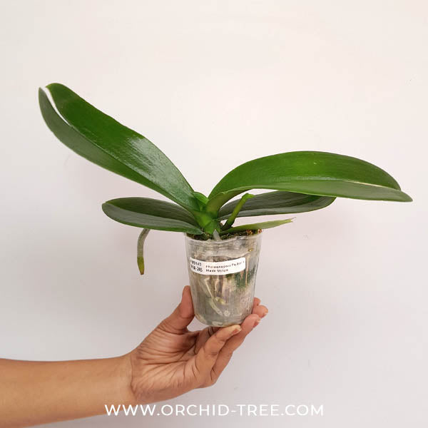 Phalaenopsis Fuller's Mask Stripe Orchid Plant - FF