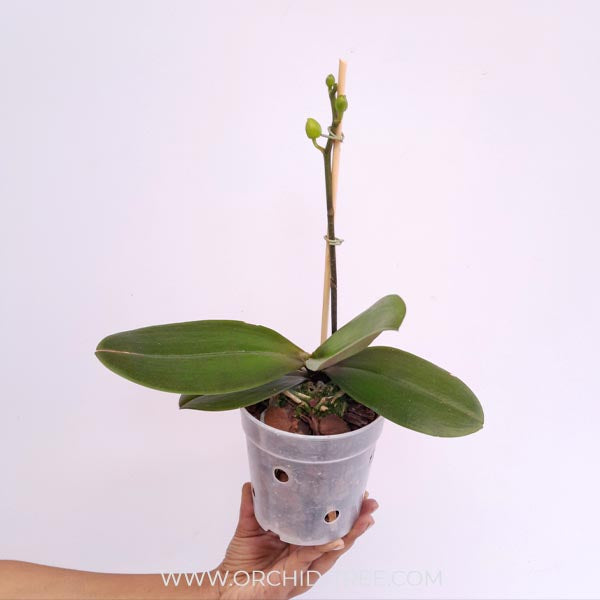 Phalaenopsis Fuller's Sunset Orchid Plant - FF