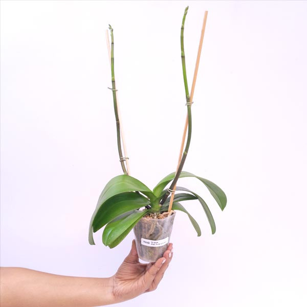 Phalaenopsis Fuller's X-Plus Orchid Plant - FF