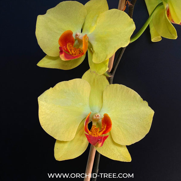 Phalaenopsis Fullmoon Yellow - FF