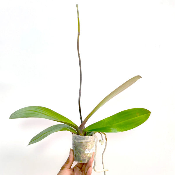 Phalaenopsis Fullmoon Yellow - FF