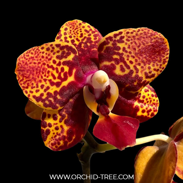 Phalaenopsis GC Reyoung Lava Orchid Plant - BS