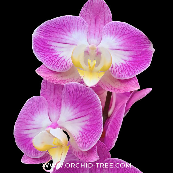 Phalaenopsis GC Reyoung Snow Fox Orchid Plant - BS