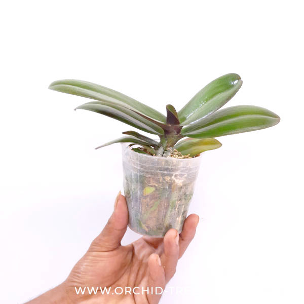 Phalaenopsis GC Reyoung Snow Fox Orchid Plant - BS