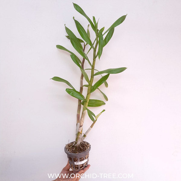 Dendrobium Gatton Sunray Orchid Plant - BS