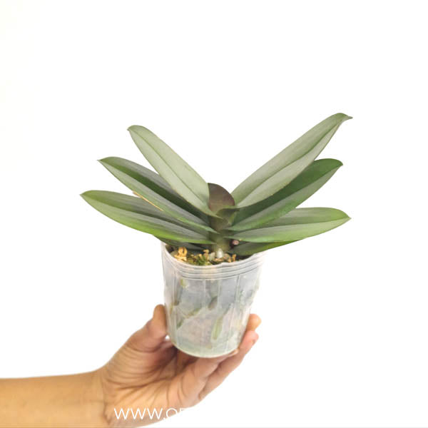 Phalaenopsis Purple Gem Miki Leopard Orchid Plant- BS