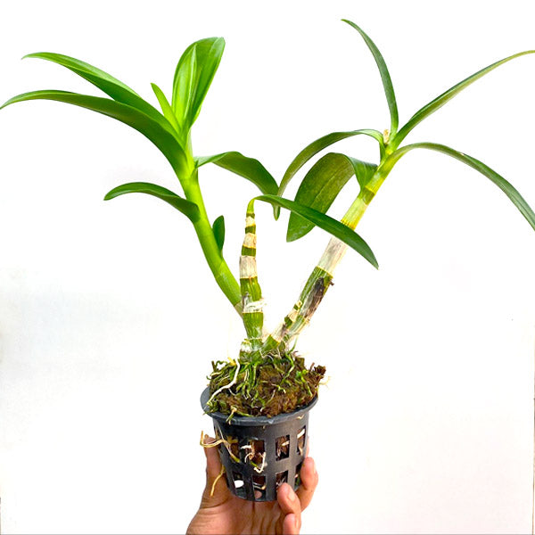 Dendrobium Genting Royal - BS