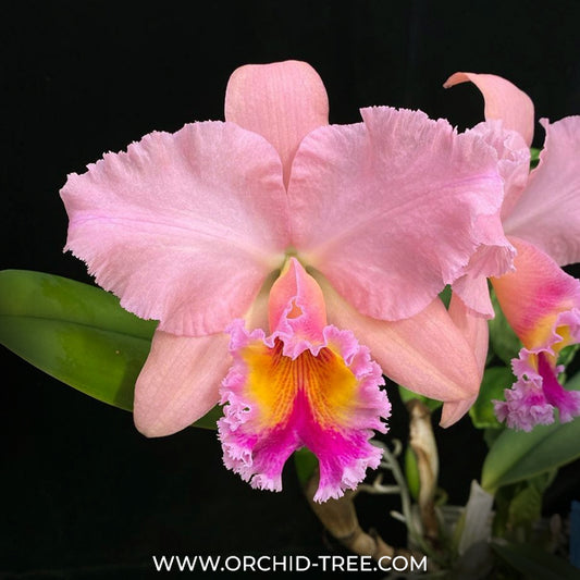 Cattleya (Rlc.) George King 'Serendipity' Orchid Plant - BS