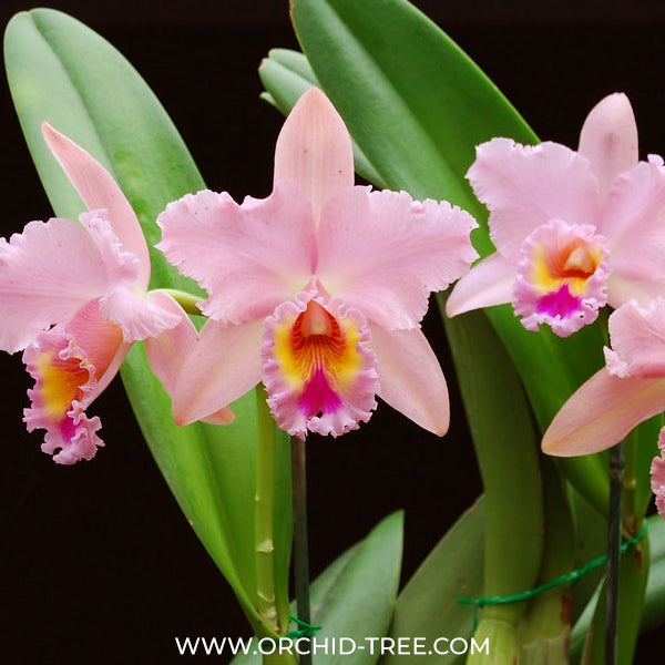 Cattleya (Rlc.) George King 'Serendipity' Orchid Plant - BS