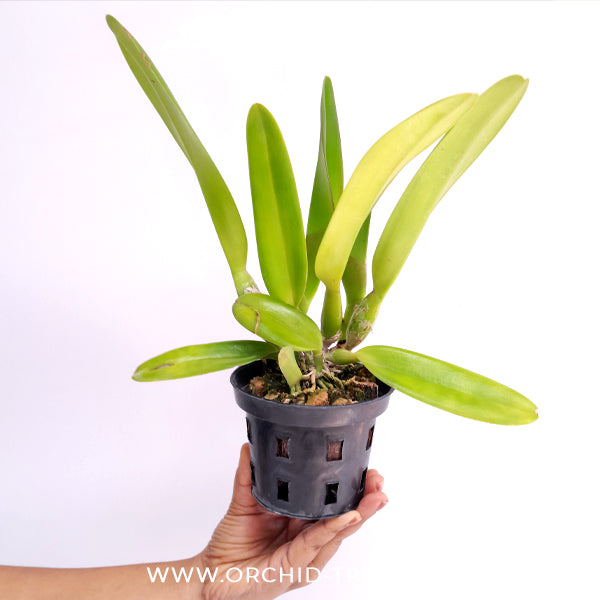 Cattleya (Rlc.) George King 'Serendipity' Orchid Plant - BS