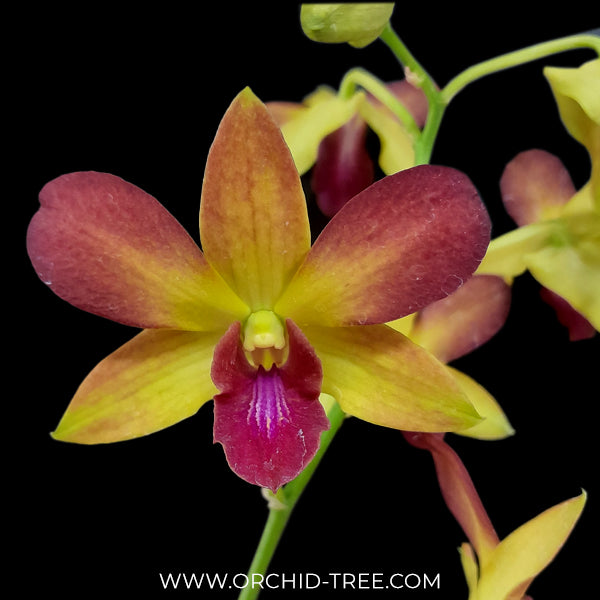 Dendrobium Gift by God Orchid Plant- BS