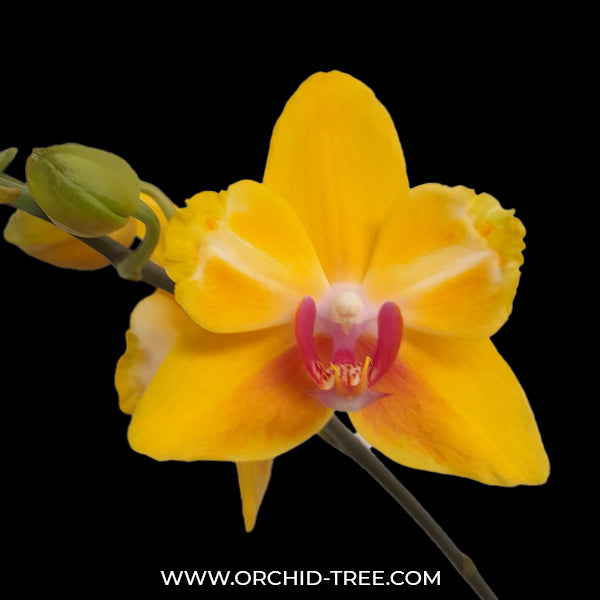 Phalaenopsis Fuller's Gold Princess | Mutant - FF
