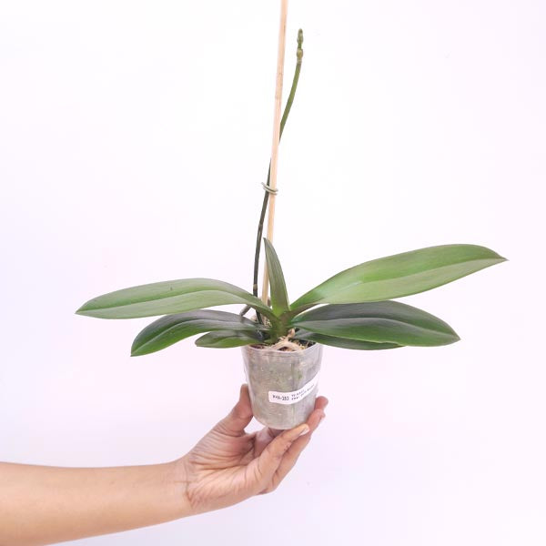 Phalaenopsis Gold Stripe Orchid Plant - FF