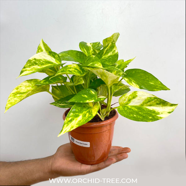 Money Plant | Golden Pothos