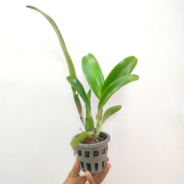 Cattleya Goldenzelle Egg Nog x Maris Song Mad Butterfly - BS