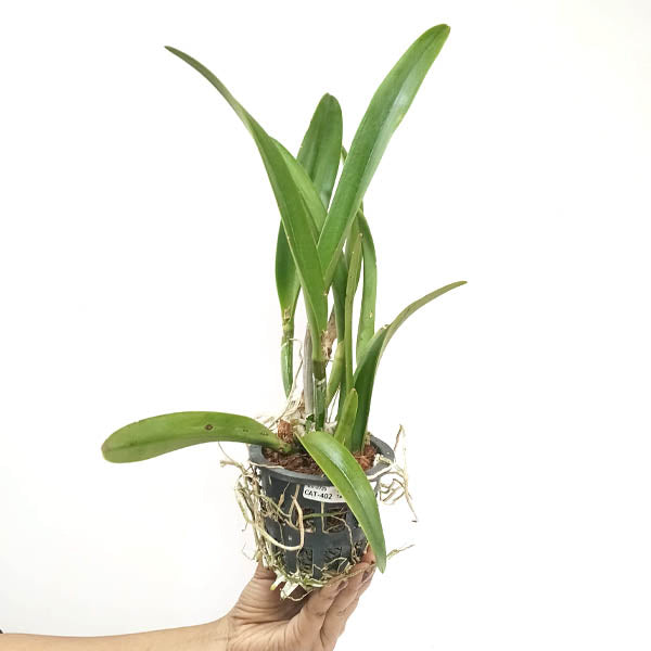 Cattleya Golden Tang Orchid Plant - BS