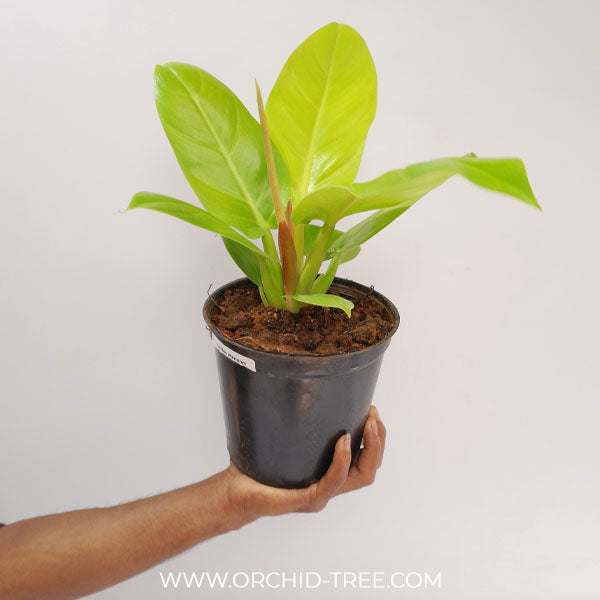 philodendron golden Philodendron Golden Melinoni – Orchid-Tree