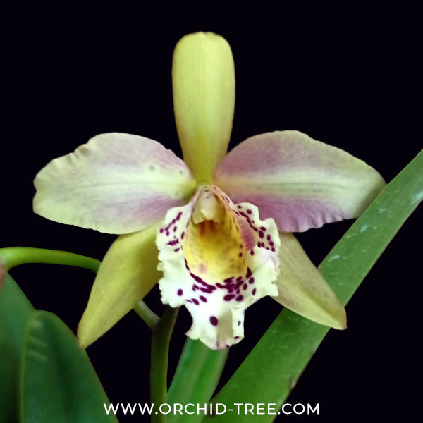 Cattleya Golden Tang Orchid Plant - BS