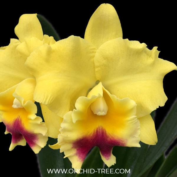 Cattleya (Blc.) Goldenzelle 'Lemon Chiffon' AM/AOS Orchid Plant - BS