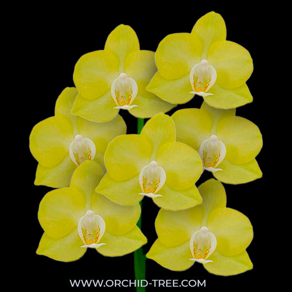 Phalaenopsis Goldilocks - FF