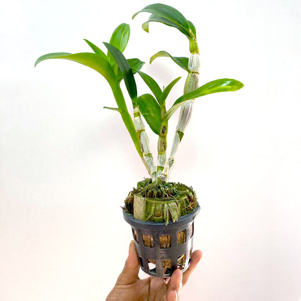 Dendrobium Gossip - BS