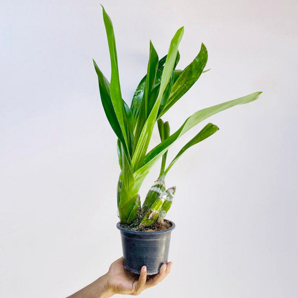 Grammatophyllum Lazarus - | BS