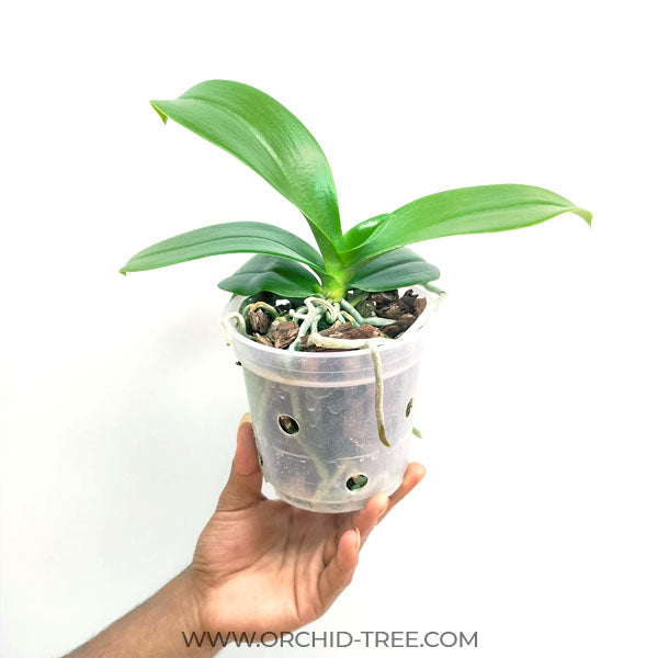 Phalaenopsis Grand Master - FF
